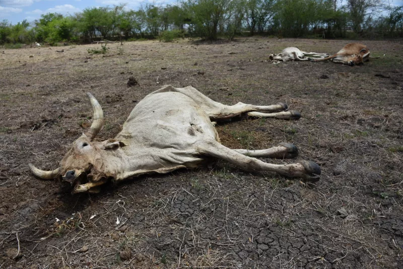 El retraso de las lluvias y los efectos del fenómeno del niño que ha mantenido una fuerte oleada de calor ha provocado estragos en el sector ganadero de Campeche, en la localidad de Alfredo V. Bonfil ha causado la mortandad de más de 200 vacas.
