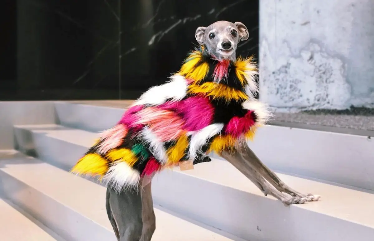 perrito-tik-tok.jpg