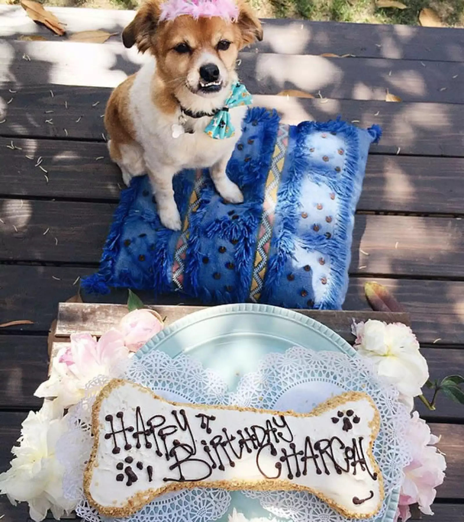 Charcoal tiene su propia cuenta de Instagram y acaba de cumplir 6 años.