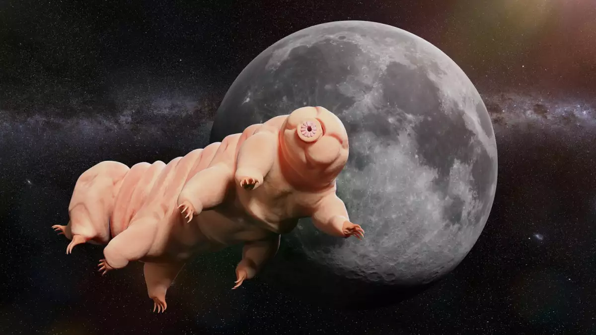 osos de agua en el espacio