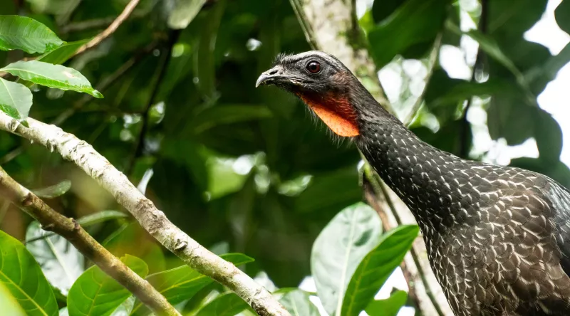 cafe-brasileño-excremento-pajaro