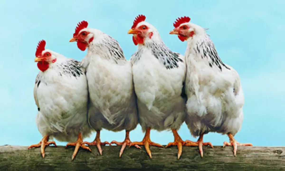 Bachoco cuenta con alrededor de 100 granjas de aves en México. (Foto: Getty Images)