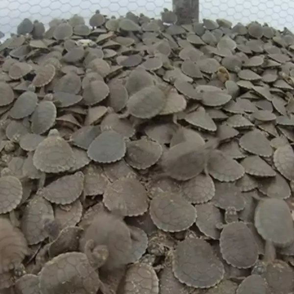 liberacion de tortugas