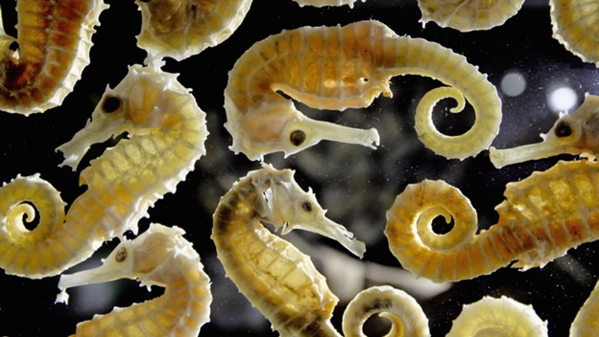 caballitos de mar