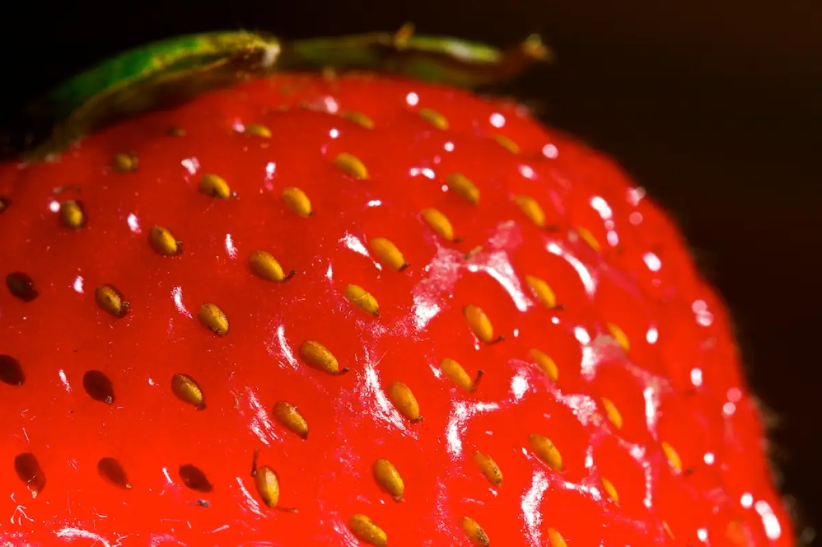 Fresas