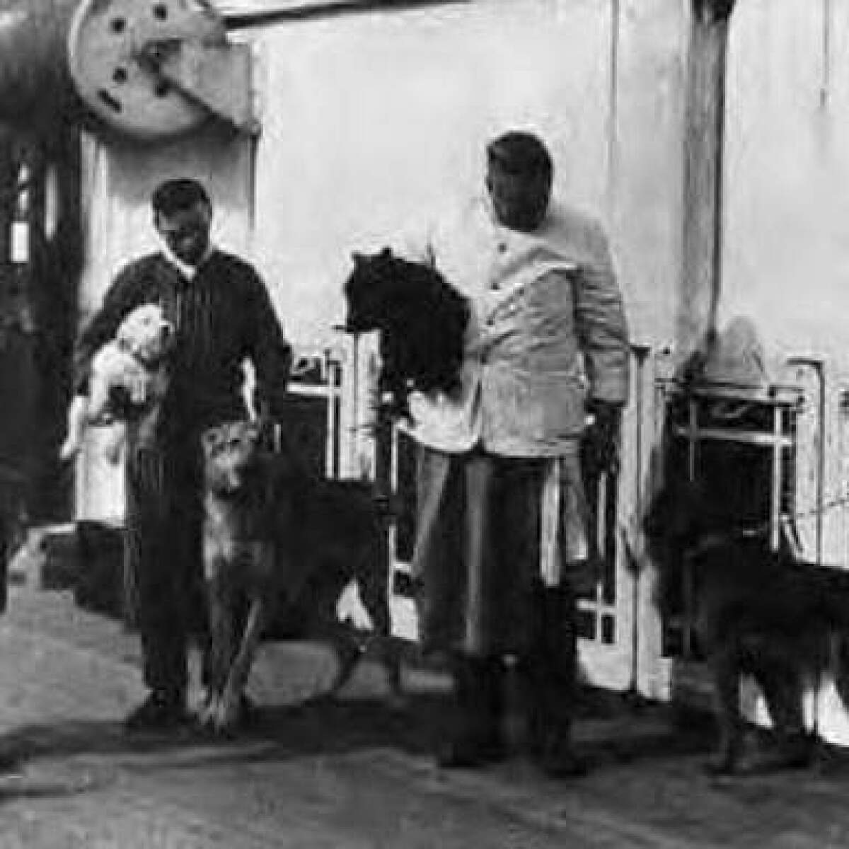 Resultado de imagen para perros titanic