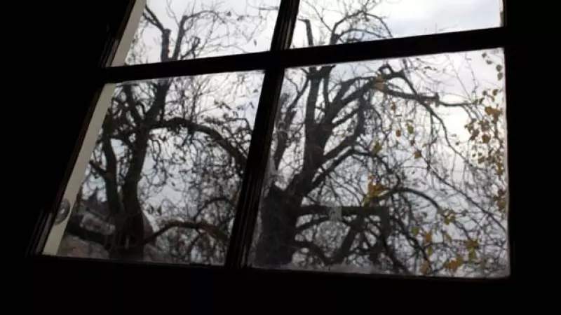 ana frank arbol