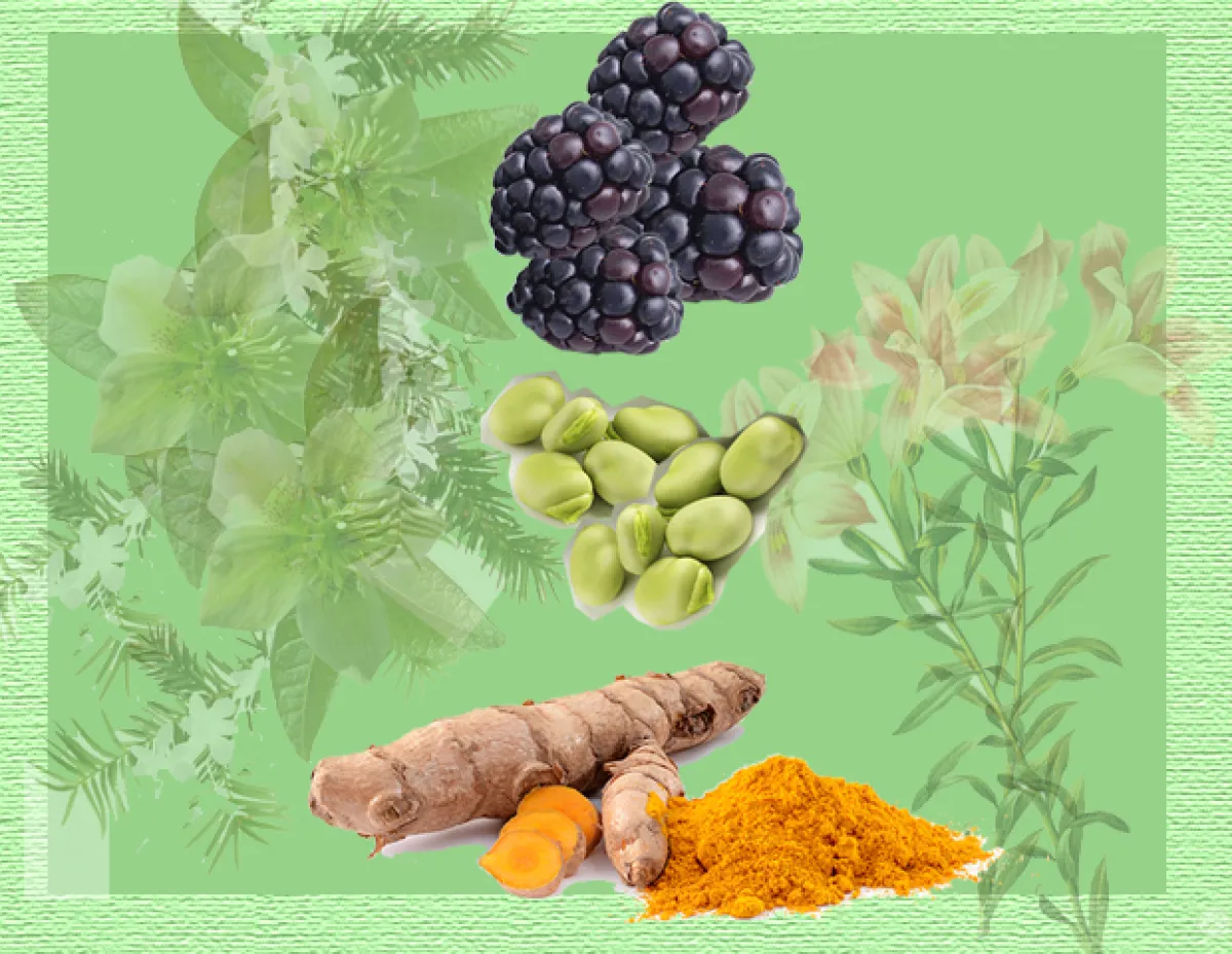 Antioxidantes 
