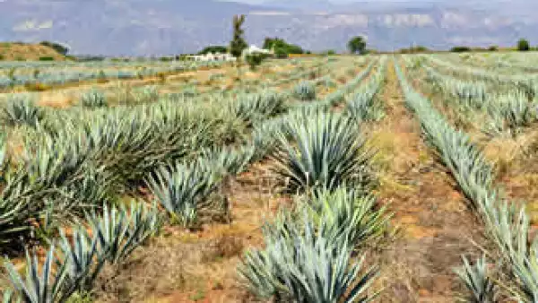 El tequila se distingue de otros destilados porque para su fabricación se utiliza el agave azul tequilana weber. (Foto: Photos to go)