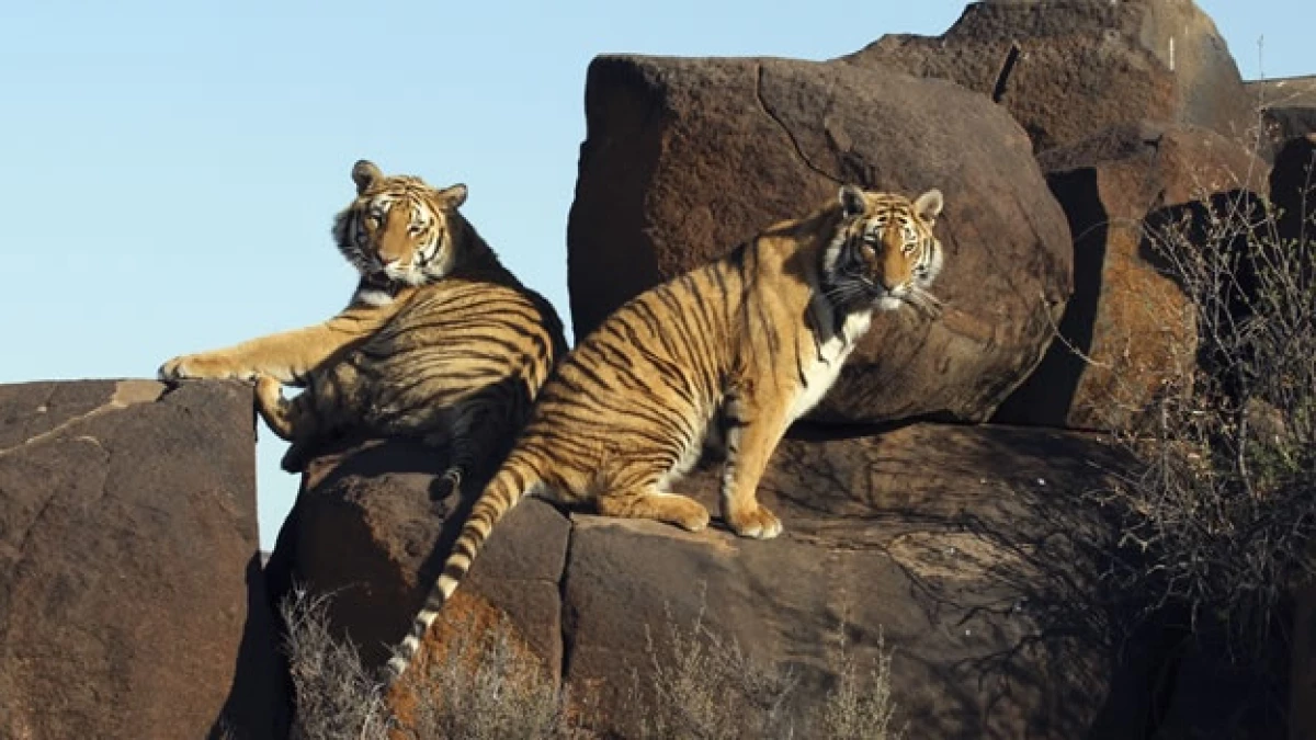 tigres