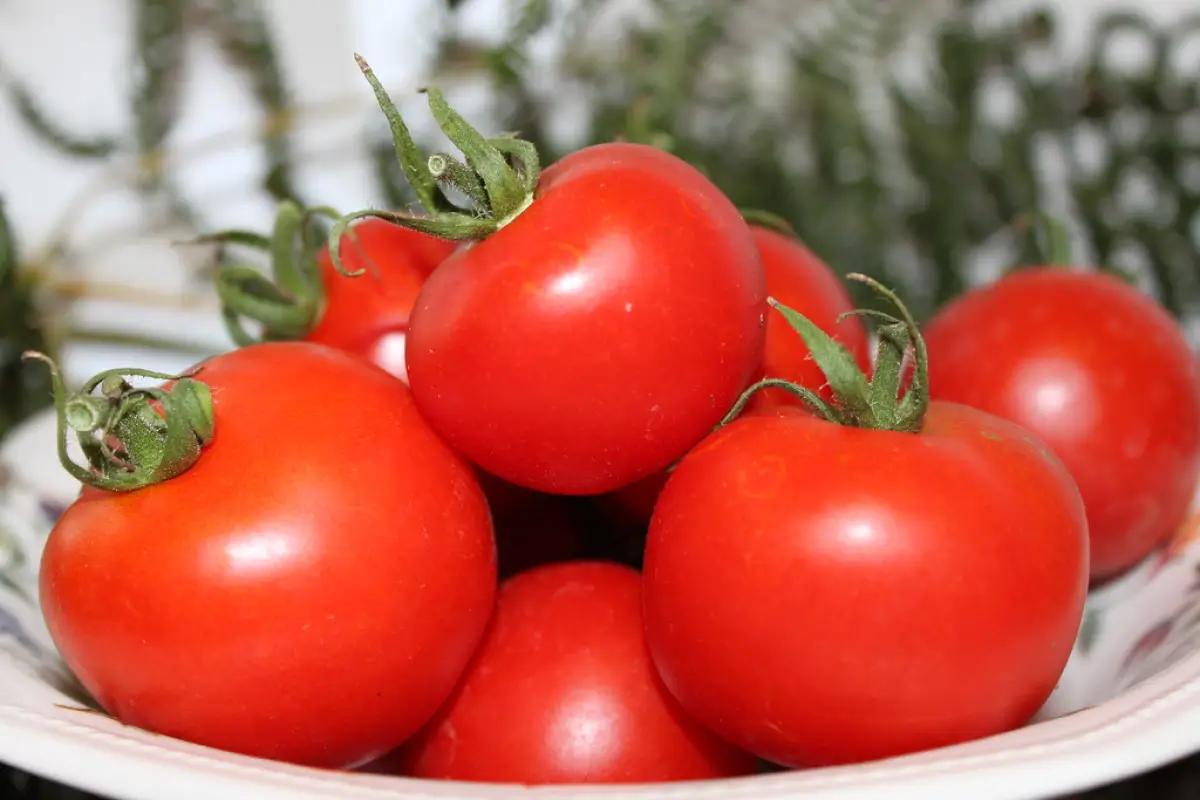 Jitomates