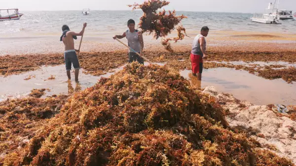 Sargazo en Quintana Roo