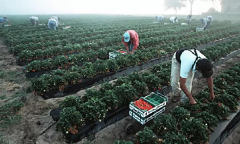 Agricultores de California registran 25% menos trabajadores de los que necesitan para recolectar la cosecha. (Foto: Archivo)
