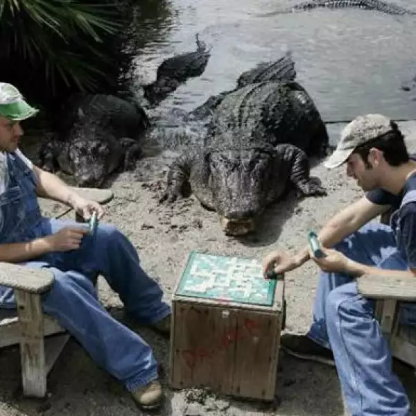 Guardabosques del parque temático Gatorland en Florida cuentan con el apoyo y “asesoría” de los cocodrilos que viven en el parque durante sus partidas.