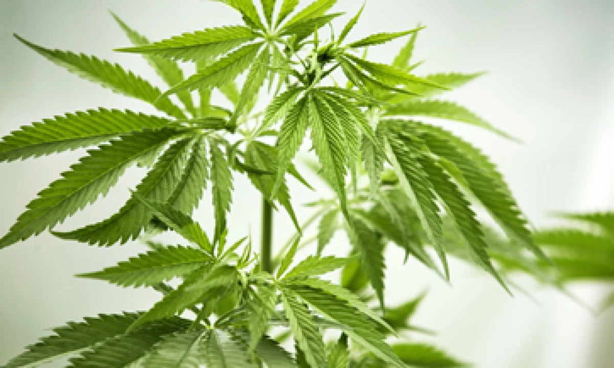 Las recomendaciones buscan dar facilidades a las tiendas de venta de mariguana. (Foto: Getty Images)