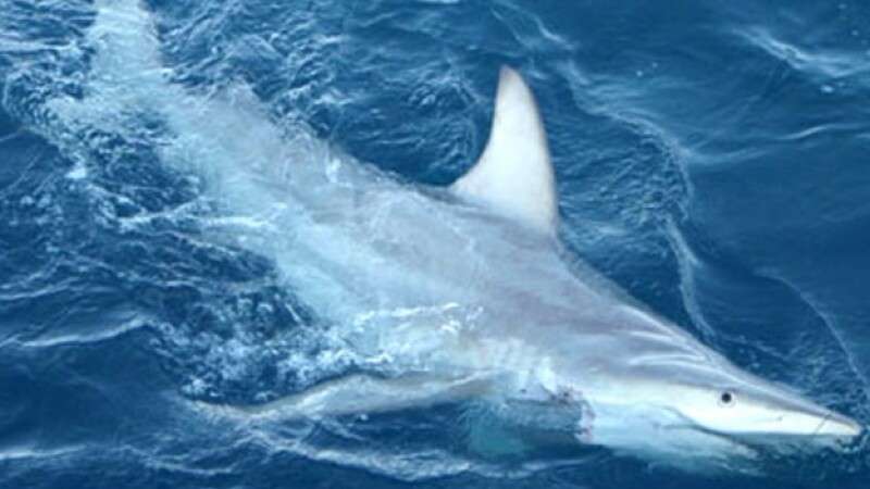 tiburón híbrido especies cambio climático