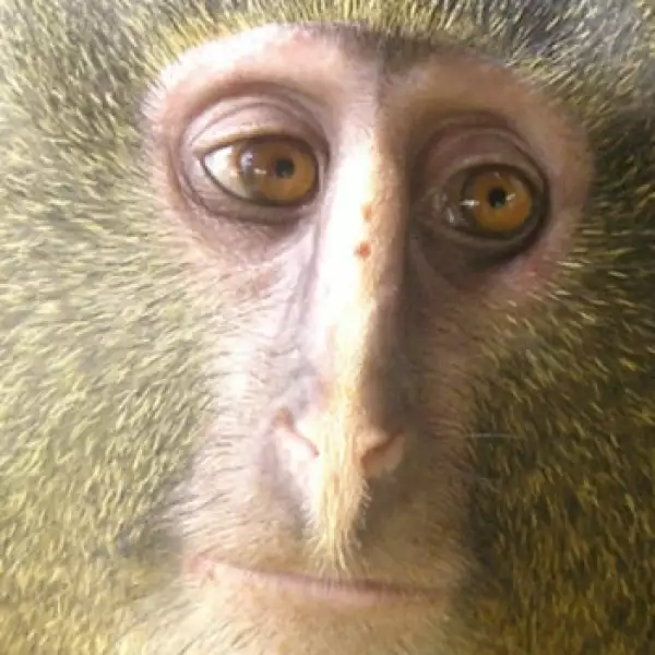 nuevo mono encontrado en el congo