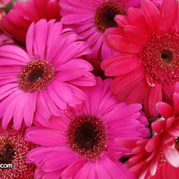 Boda Jorge Kuri,Bibi Nassar