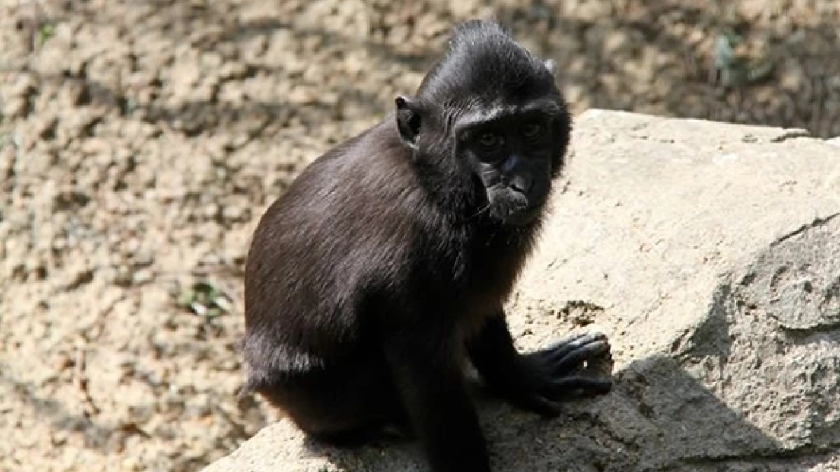 Zimm macaco escapado