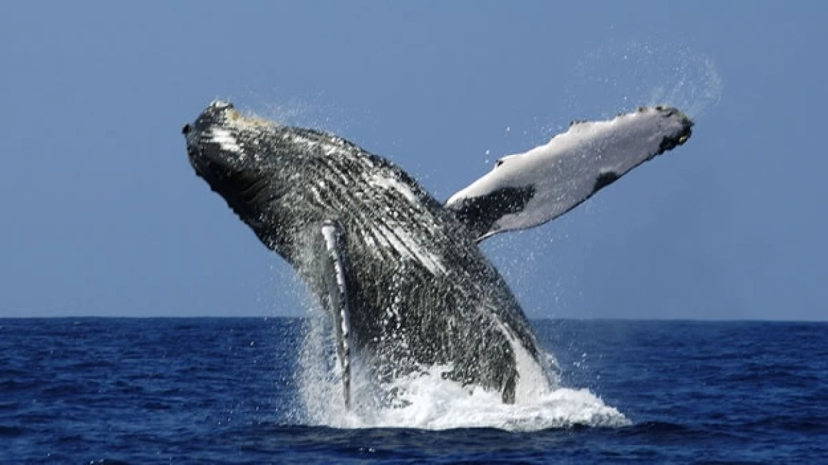 ballena migraciones animales especies