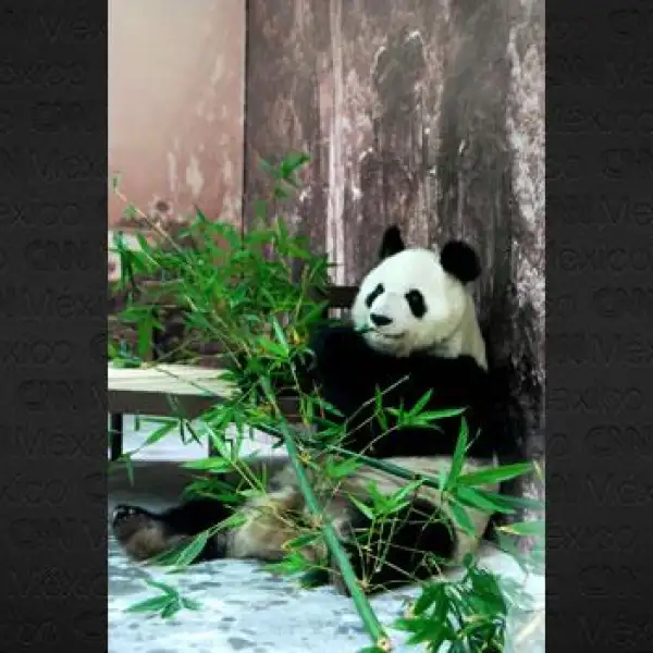 Panda Shuan Shuan