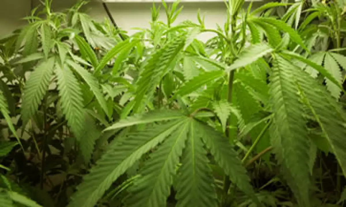 La industria de la mariguana medicinal registró en 2011 un valor de 1,700 mdd. (Foto: Getty Images)