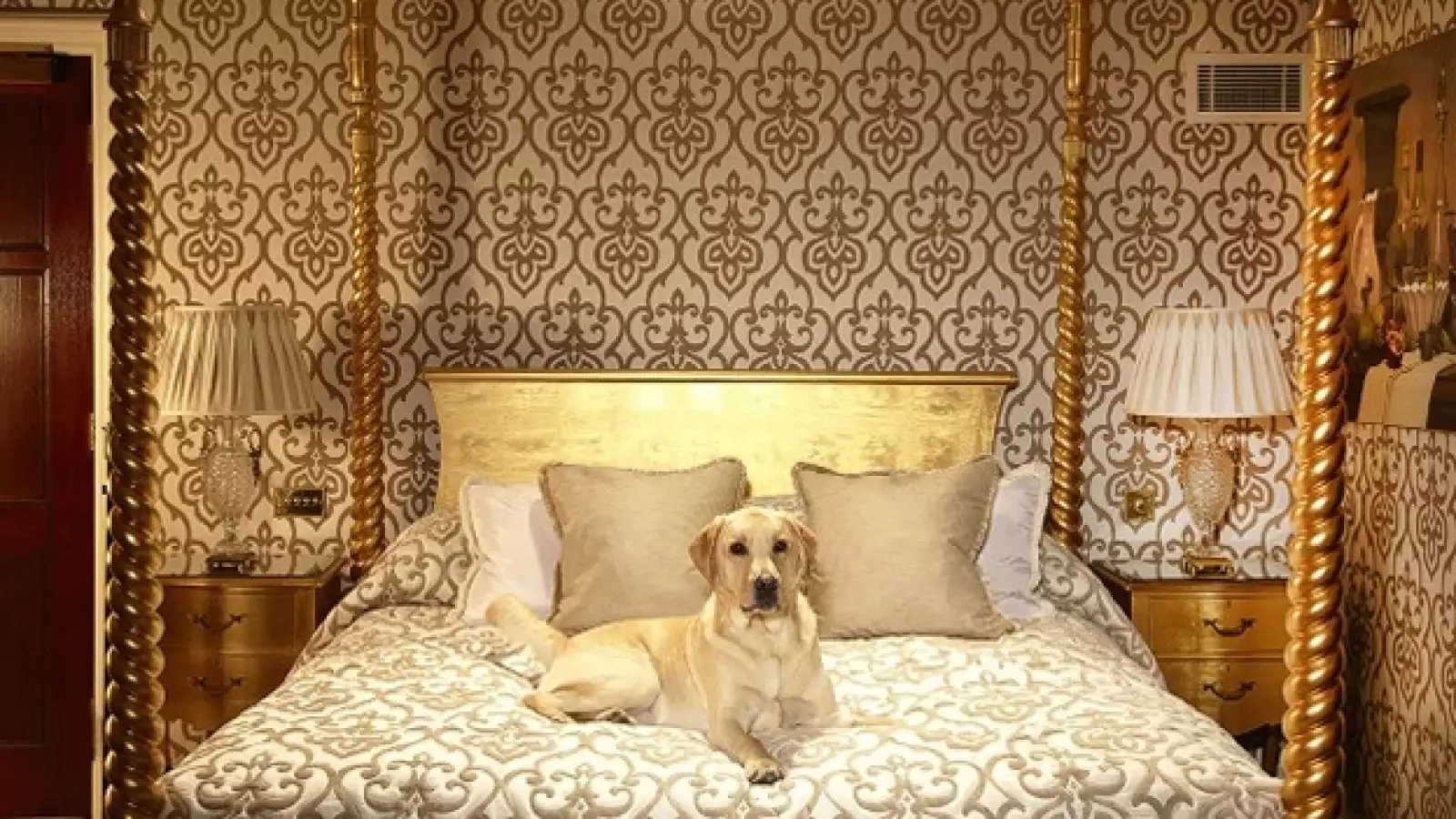 Milestone hotel para perros