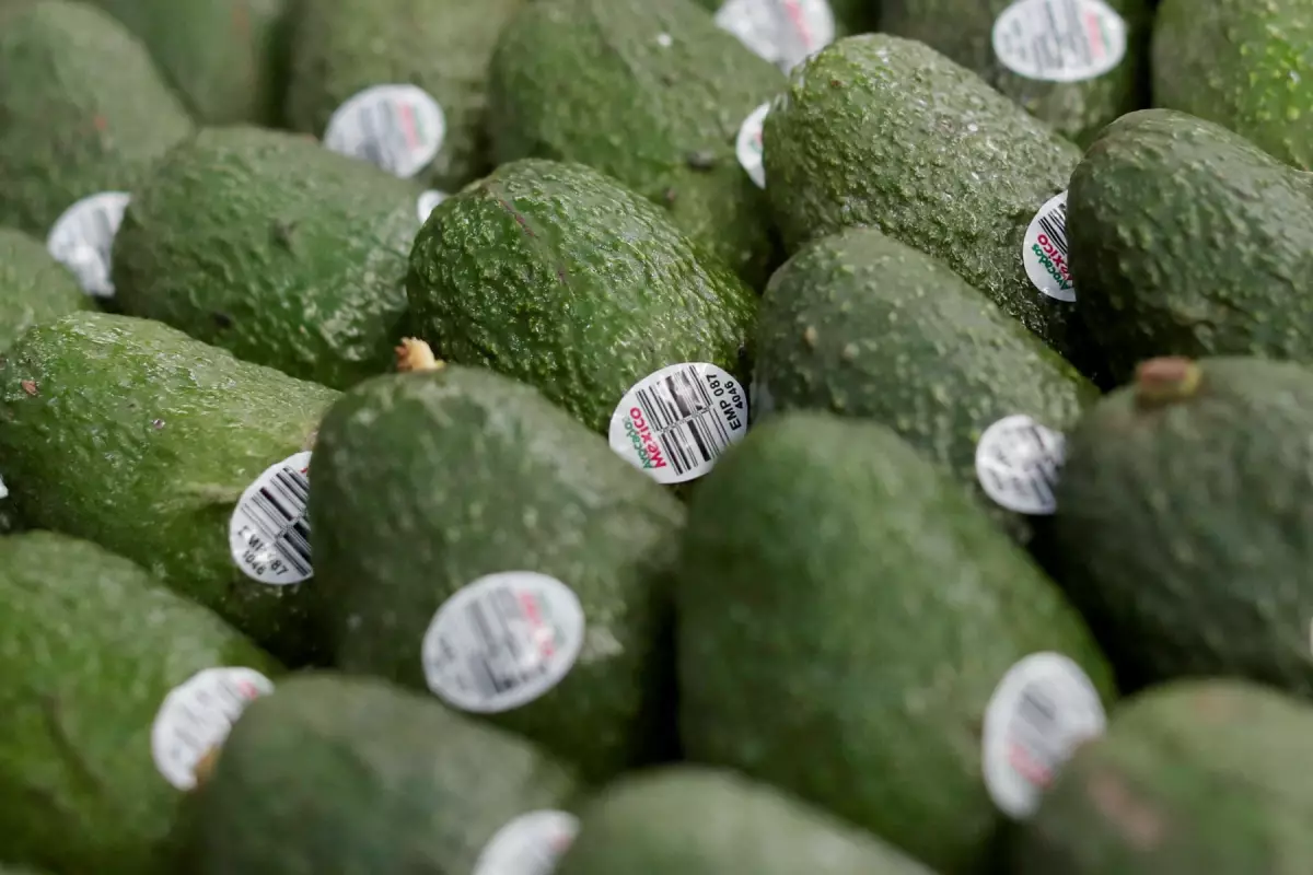 aguacate-mexicano-a-brasil