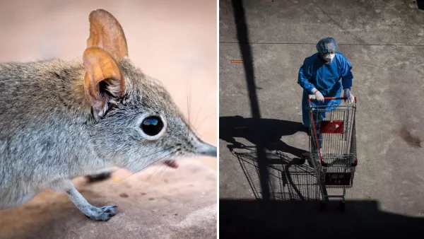 nuevo virus china musaraña.jpg