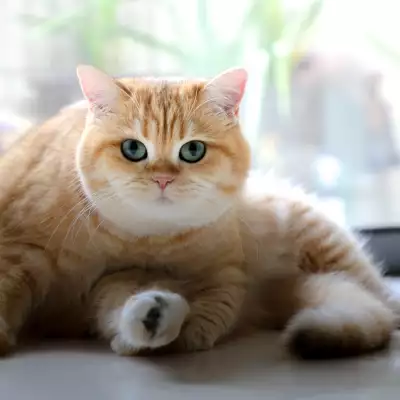 gatos-ebarazo-camada-parto