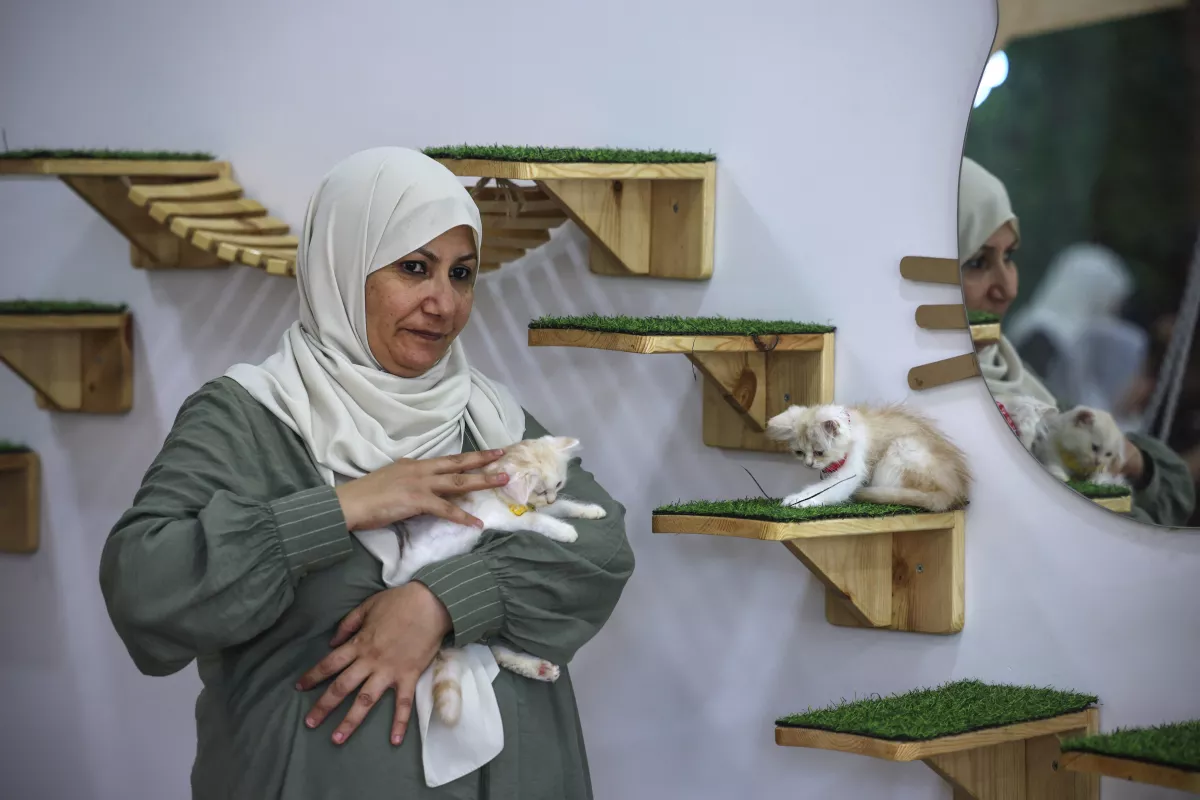 cafeteria-gatos-gaza