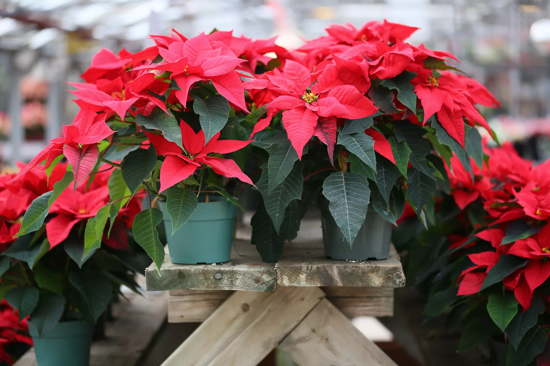 El festival de flores de nochebuena estará en Reforma, donde habrá venta de estas plantas. 