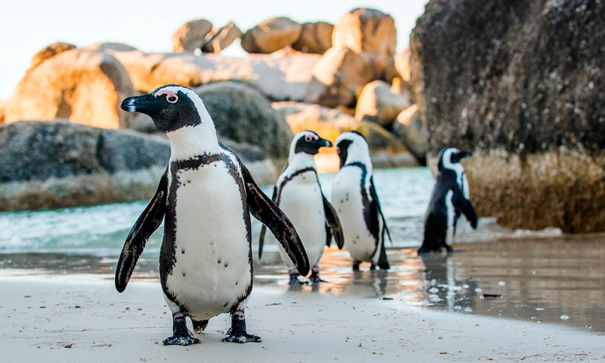 #ShareConservation la iniciativa de Original Penguin