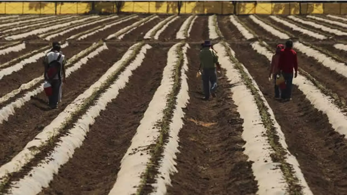 Campos de Sinaloa