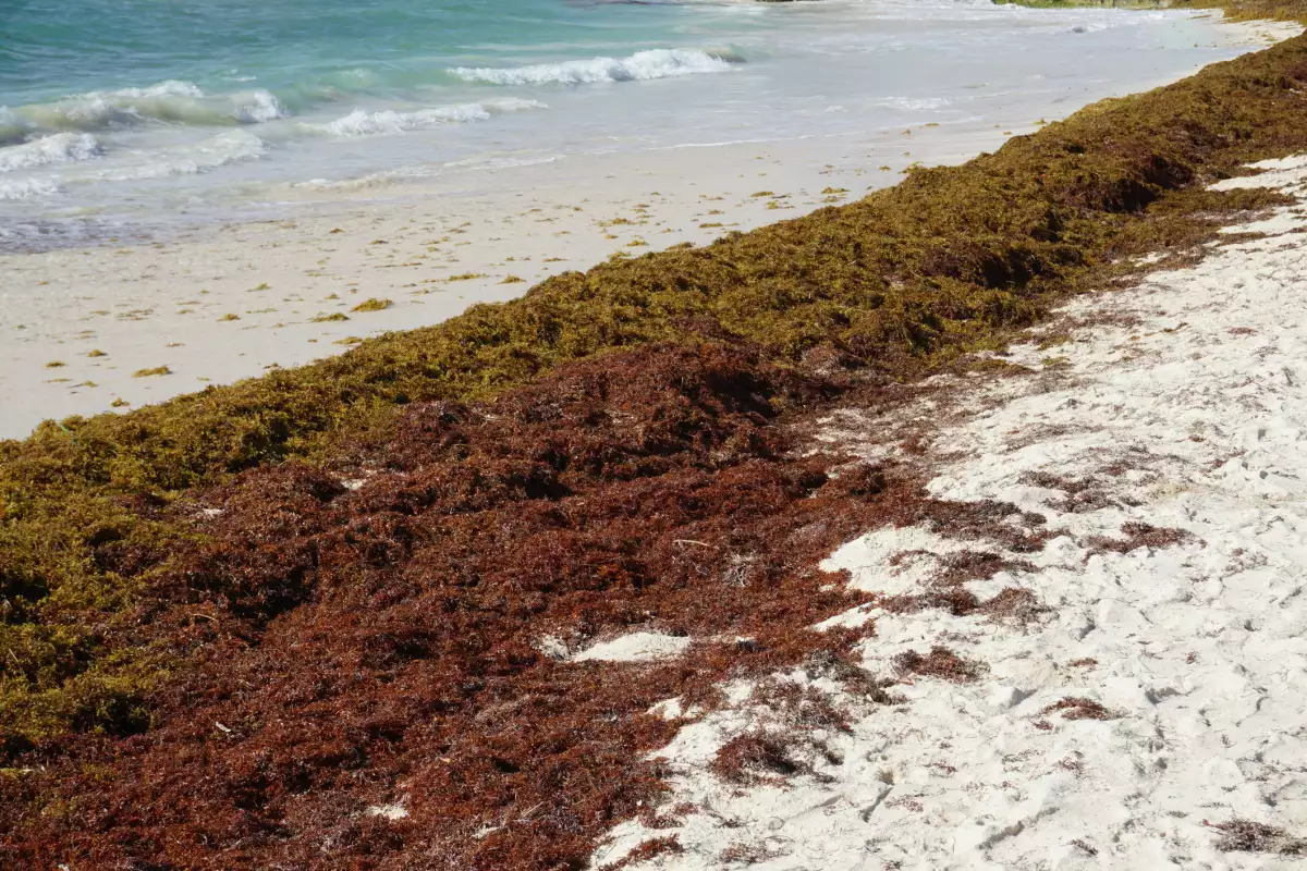 Estas son las playas mexicanas más afectadas por el sargazo en 2025