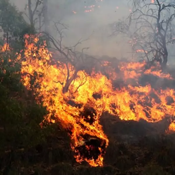 incendio La primavera guadalajara 3