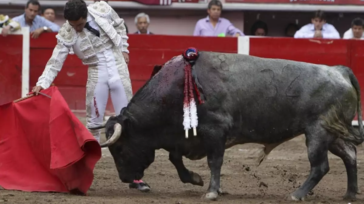 toros