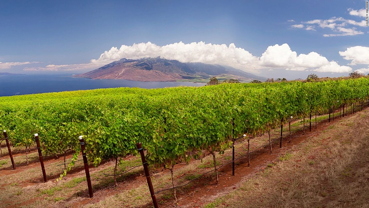MauiWine, Hawái