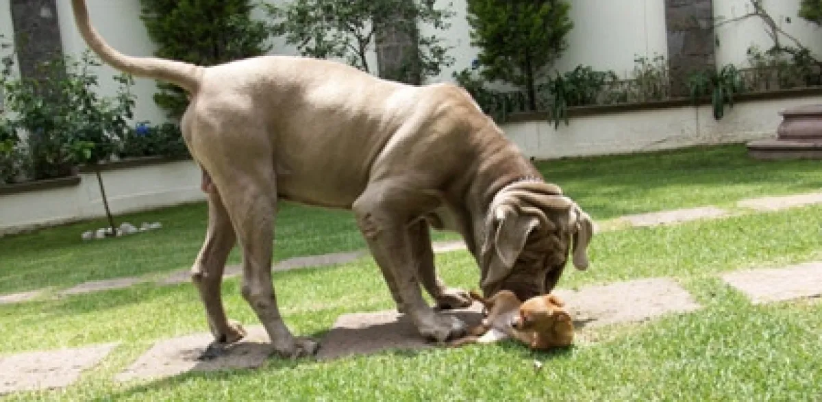 Este es Toro la mascota de Chespirito.