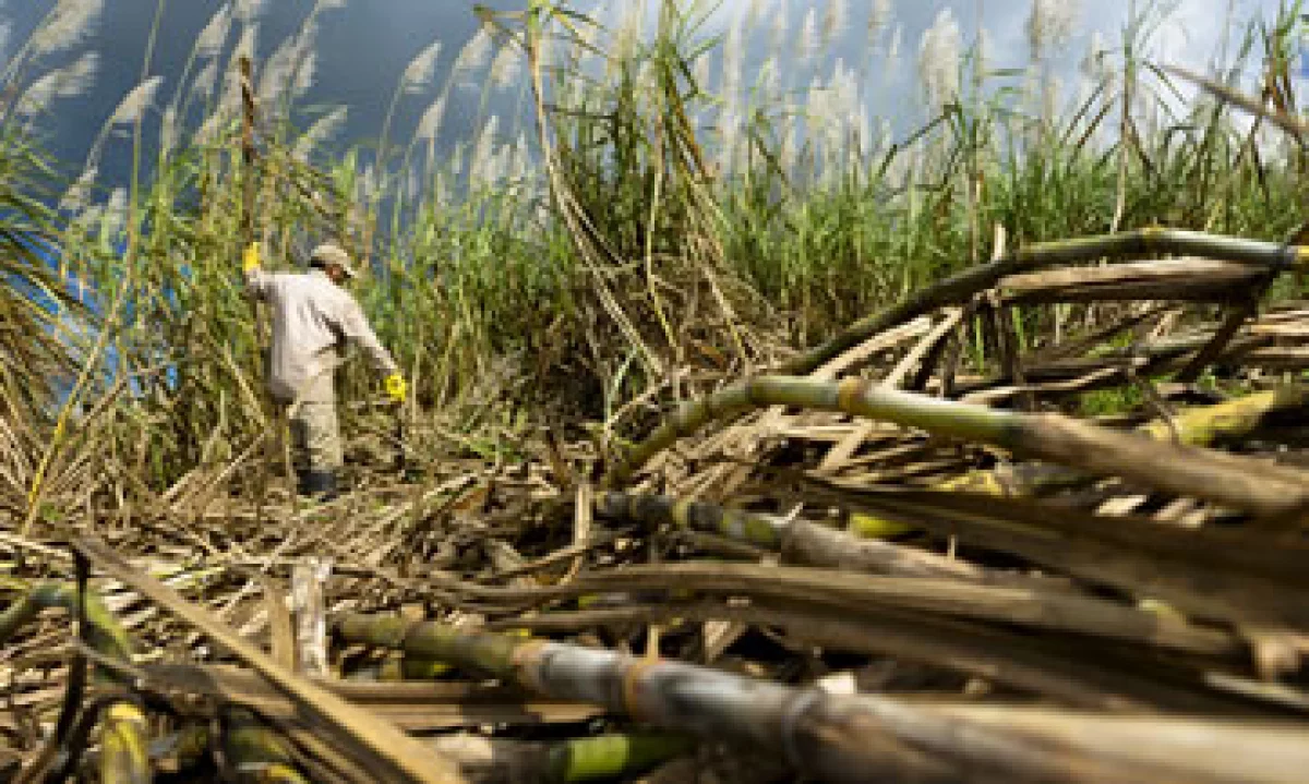 Ambos países buscan proporcionar una materia prima de bajo costo para una renovada industria de biocombustibles. (Foto: Getty Images)