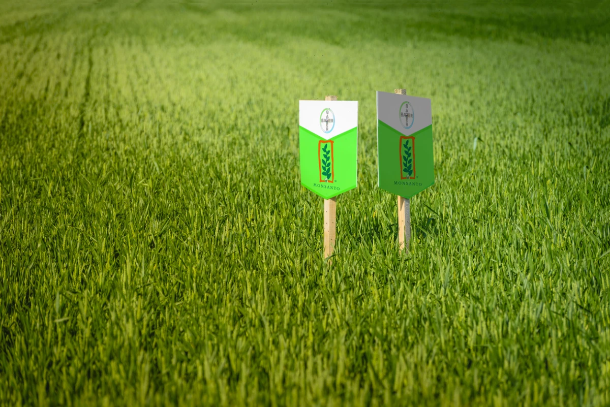 Bayer
