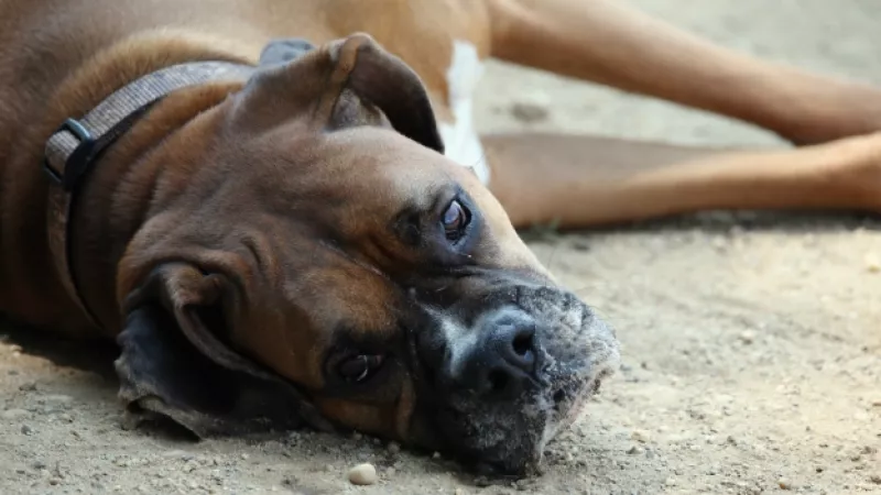 perros gripa chicago