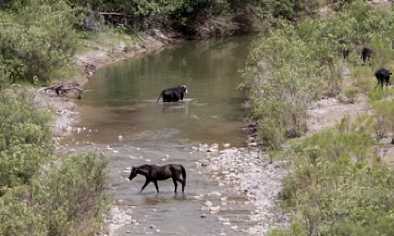 La Conafor valoró el daño de la flora y fauna en el río sonorense. (Foto: Notimex)
