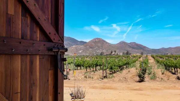 Puerta de madera abriendo entrada a un viñedo en México.