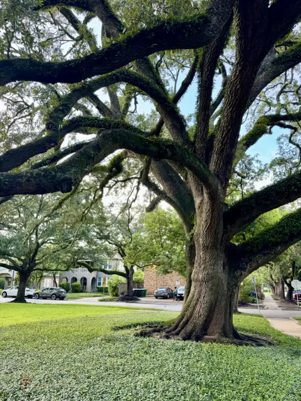 The Menil Collection en Houston, Texas