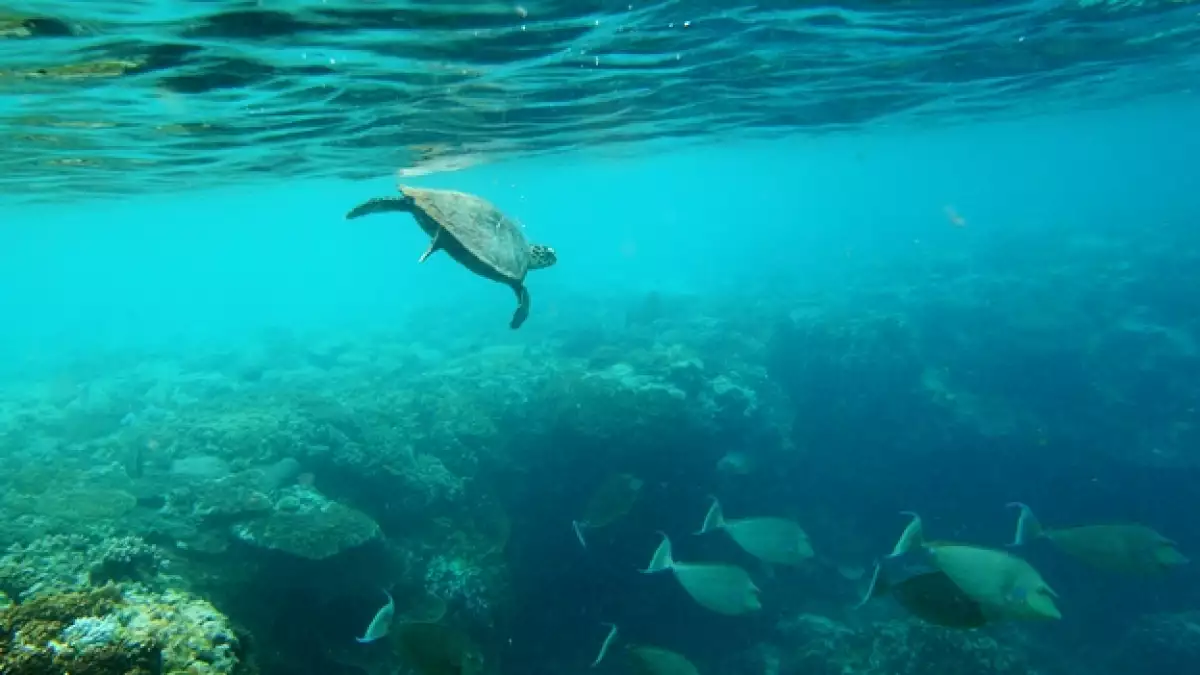 parques marinos australia tortugas oceanos