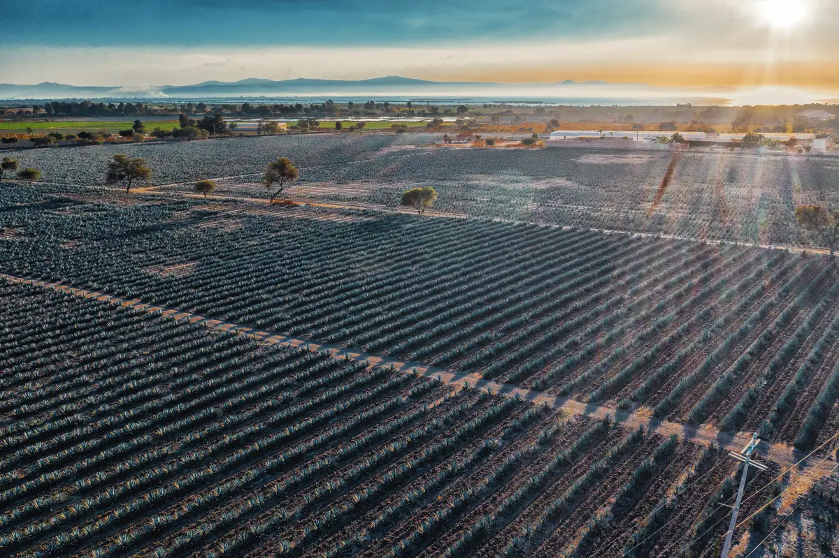 Fibras agropecuarias en México