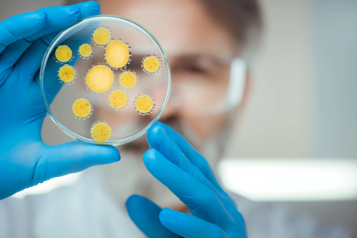 Bacterias