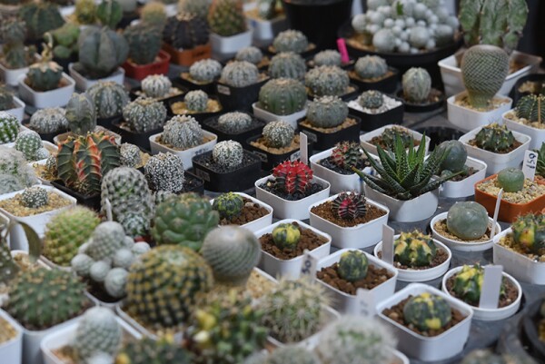 cactus