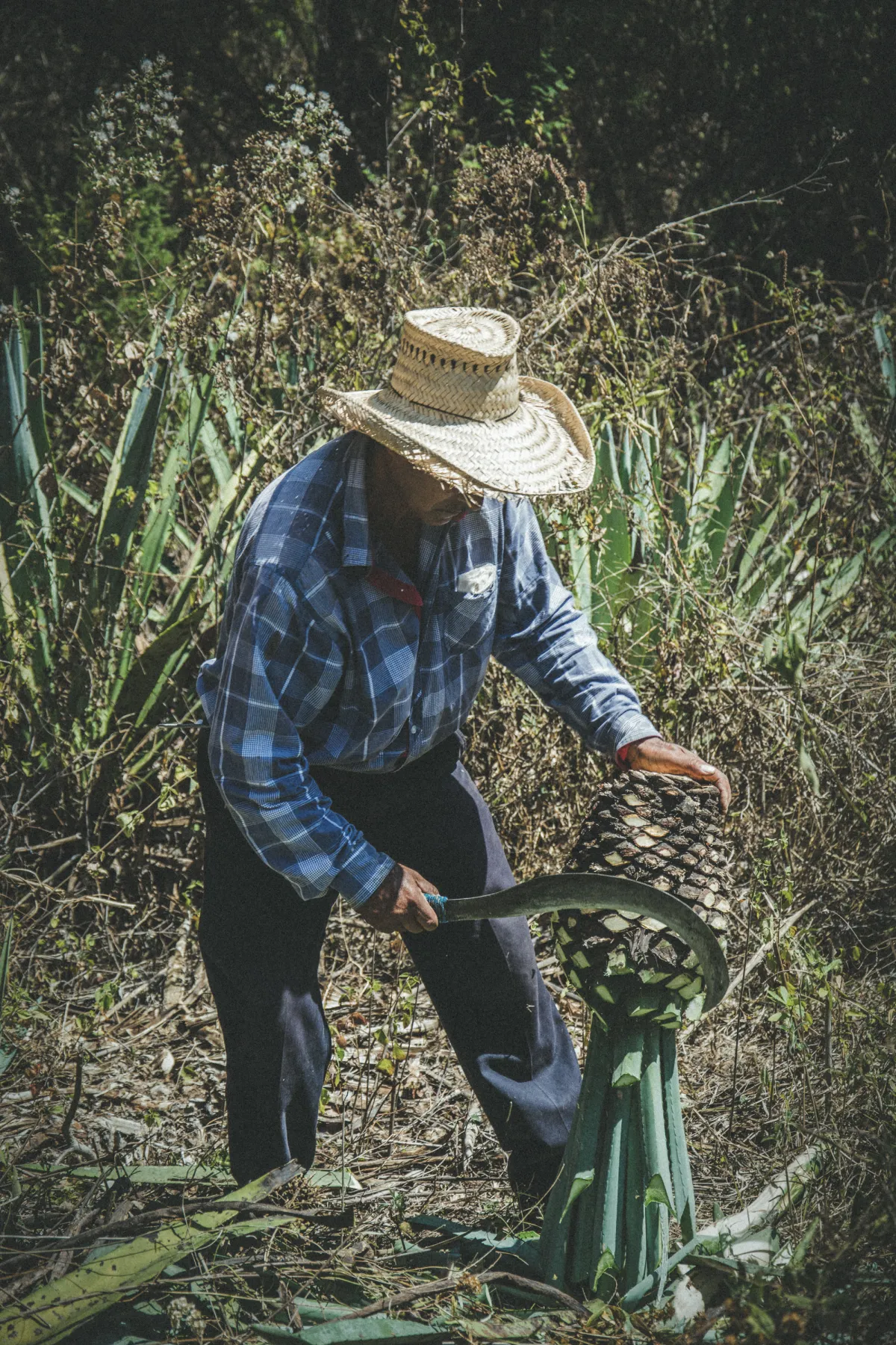 Mezcal Cicatriz